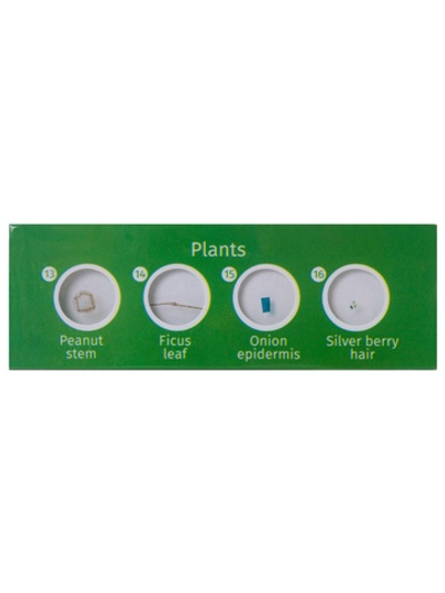 Набор микропрепаратов Levenhuk LabZZ P12, растения