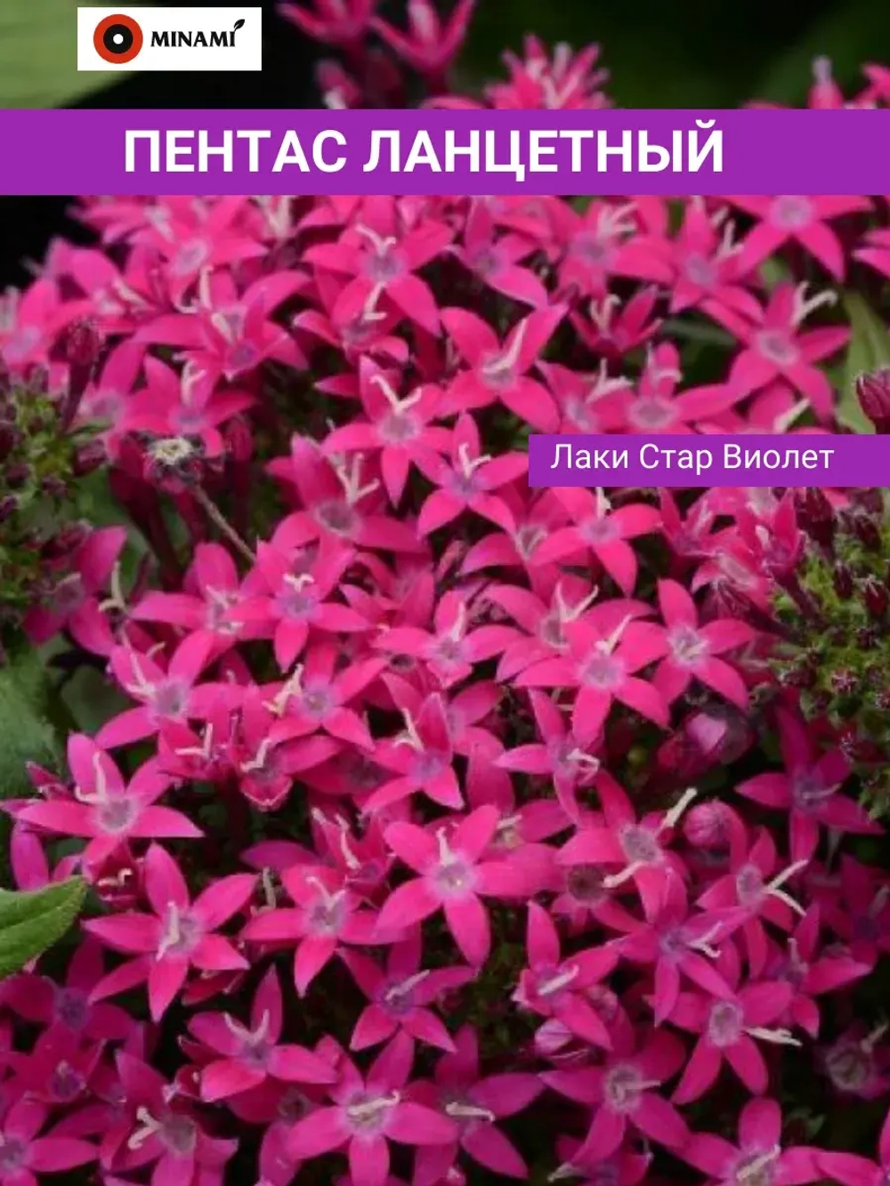 Пентас ланцетный набор 9шт