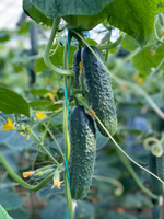 Баде F1 семена огурца партенокарпического ( Yuksel Tohum / )