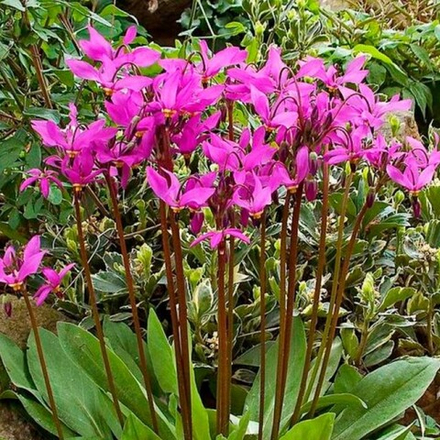 Додекатеон Ред Вингс С2