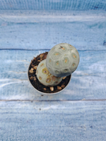 Tephrocactus Geometricus (Тефрокактус)