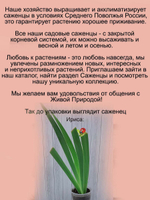 Ирис Эбони Энжел бородатый чёрный
