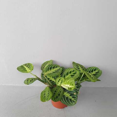 Маранта Лимон