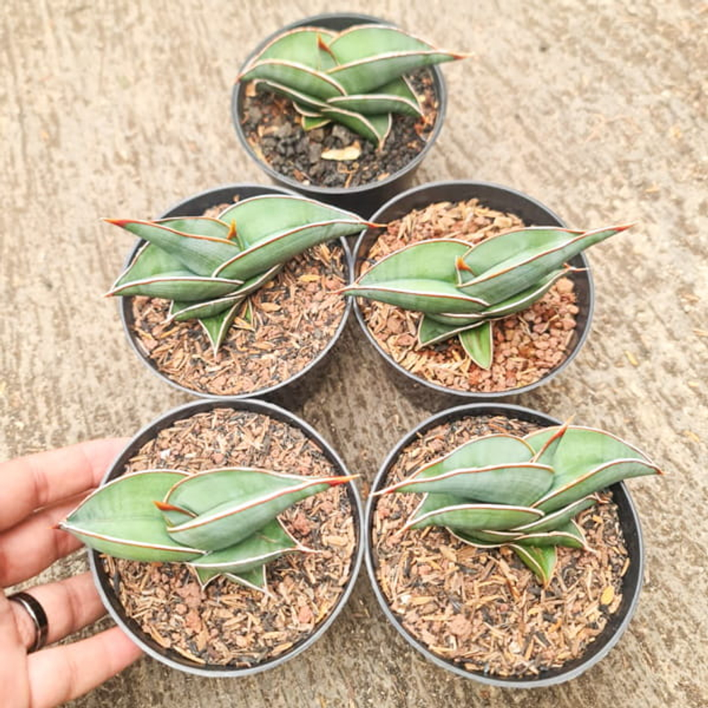 Сансевиерия RORIDA