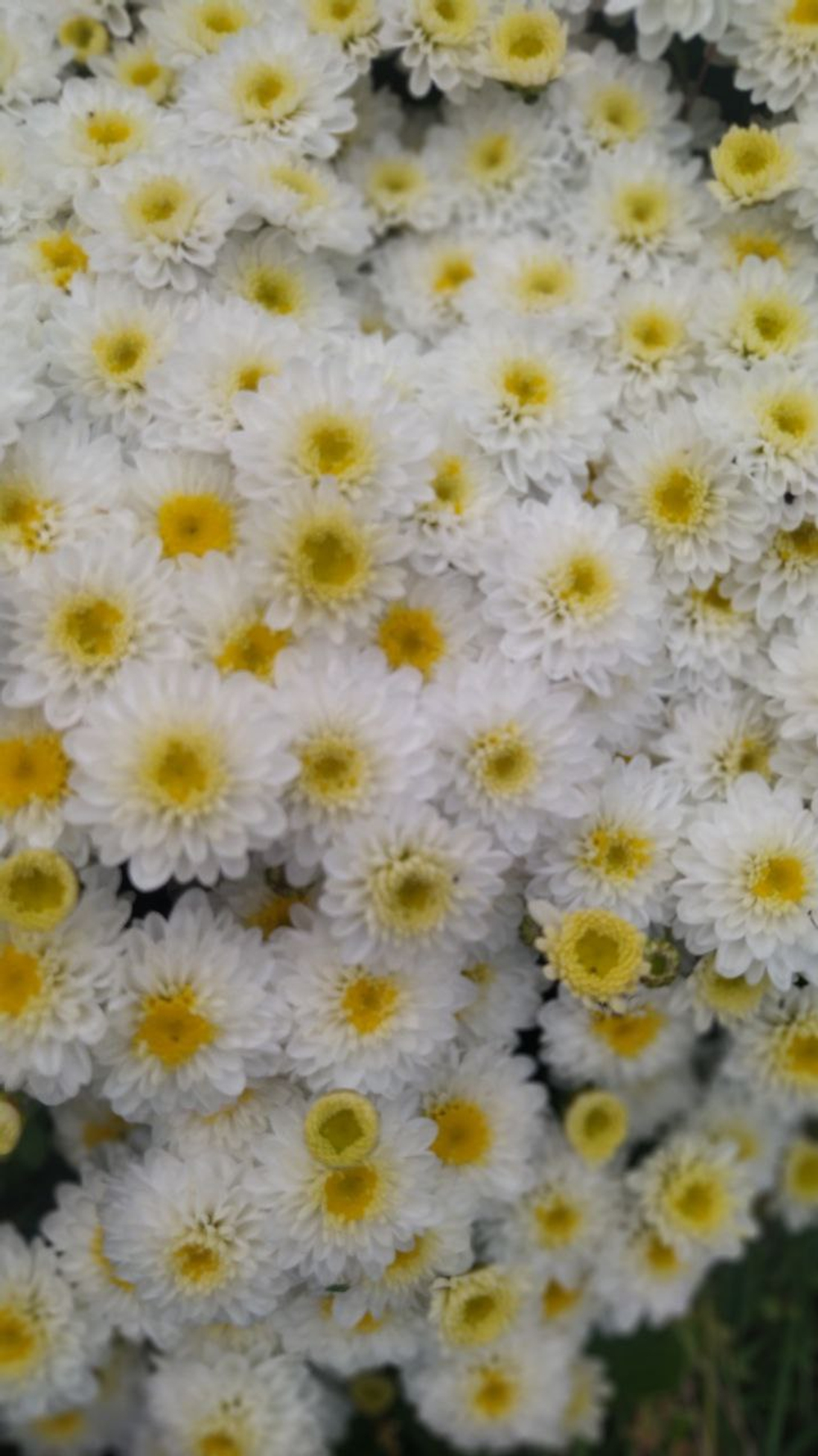 Хр 12 хризантема мультифлора