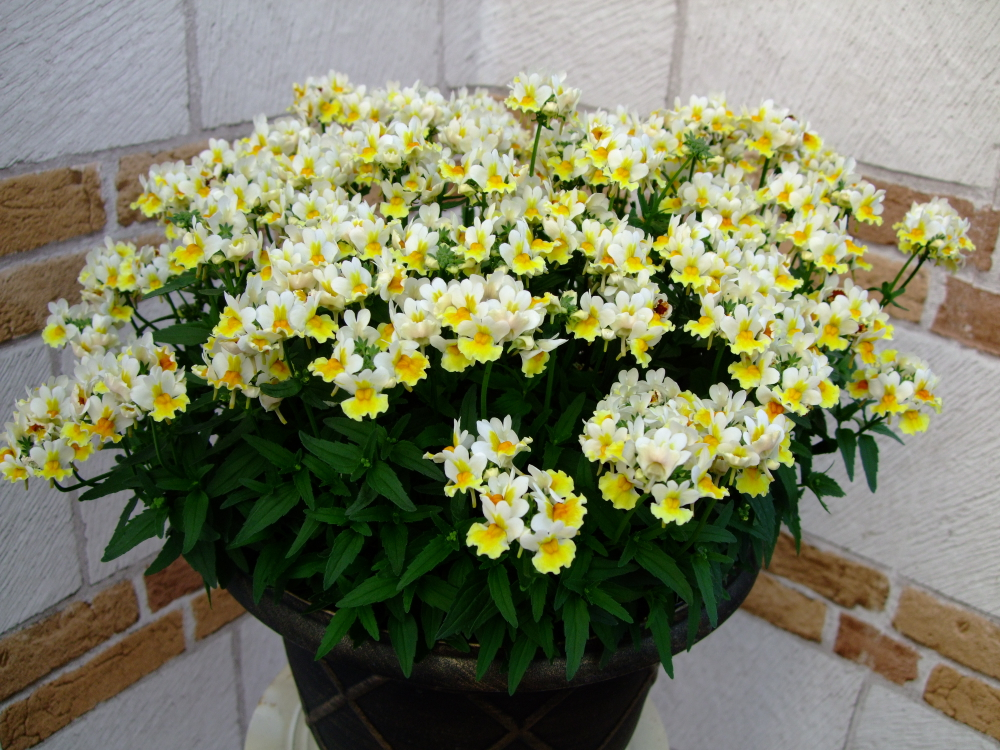 ЕВРО Немезия SUNPEDDLE Yellow White укоренный черенок ОКС февраль 26 Kohen