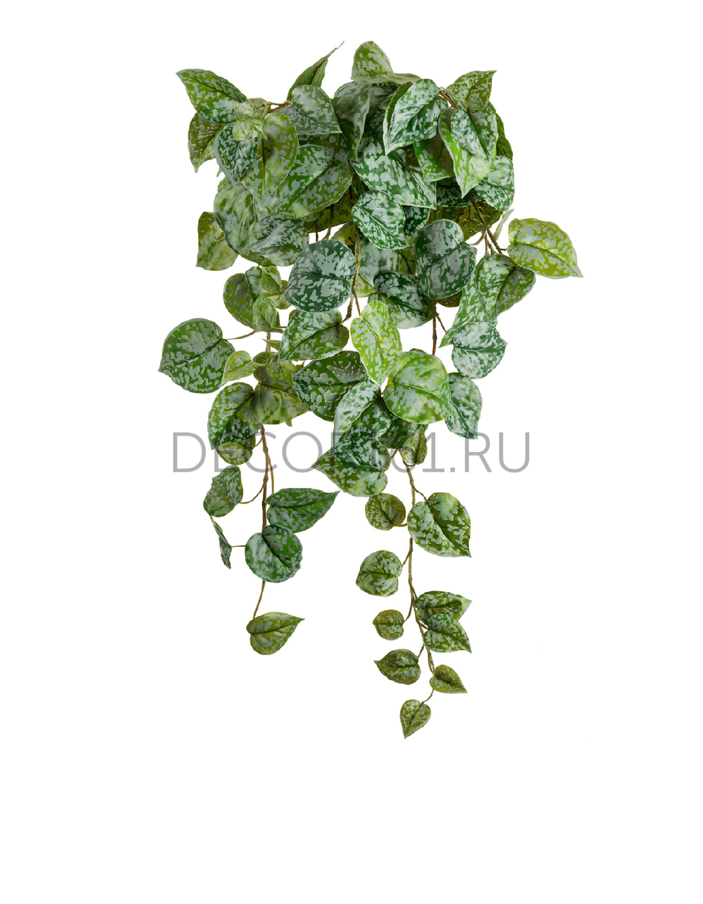 Сциндапсус Пиктус серебристо-зелёный в-60 см (Sensitive Botanic) 6/48 20.05190263GG-S