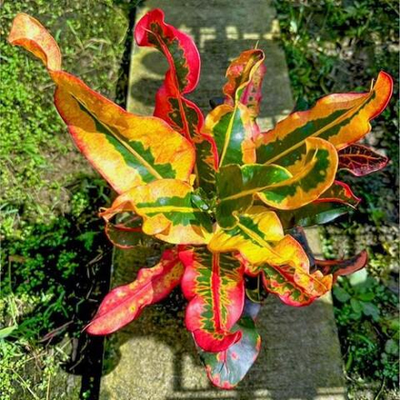 Кротон PHRA ARUN