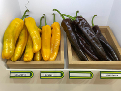 Перец Палермо Юсмит F1 3шт ВитаГрин ЭКСТРА