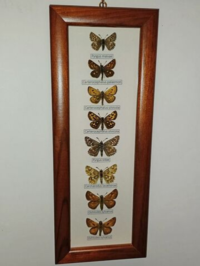 Бабочки Толстоголовки в рамке