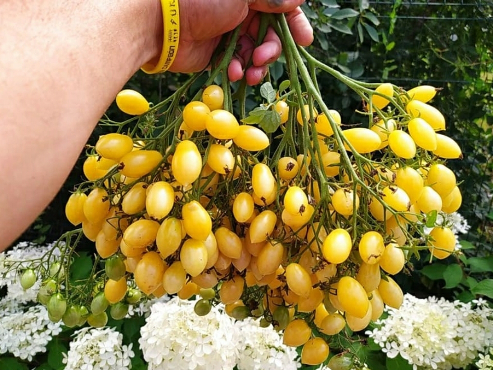 Томат Сумасшедшие вишни Барри