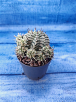 Euphorbia meloformis f. Variegated (Эуфорбия вариегатная)