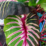 Колоказия MEGAMASER