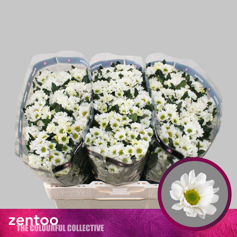 Rossi White (NL)