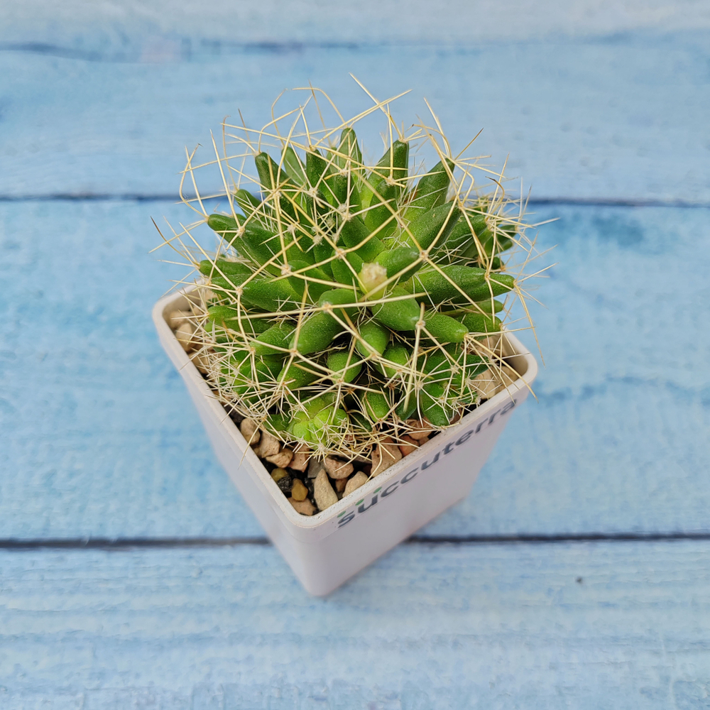 Mammillaria Longimamma (Маммилярия)
