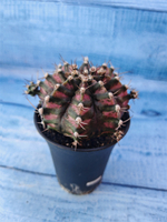 Gymnocalycium T-Rex Pink hybride (Гимнокалициум T-rex)