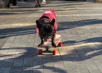 С хвостатым другом на ВДНХ. Pet-friendly пространство.