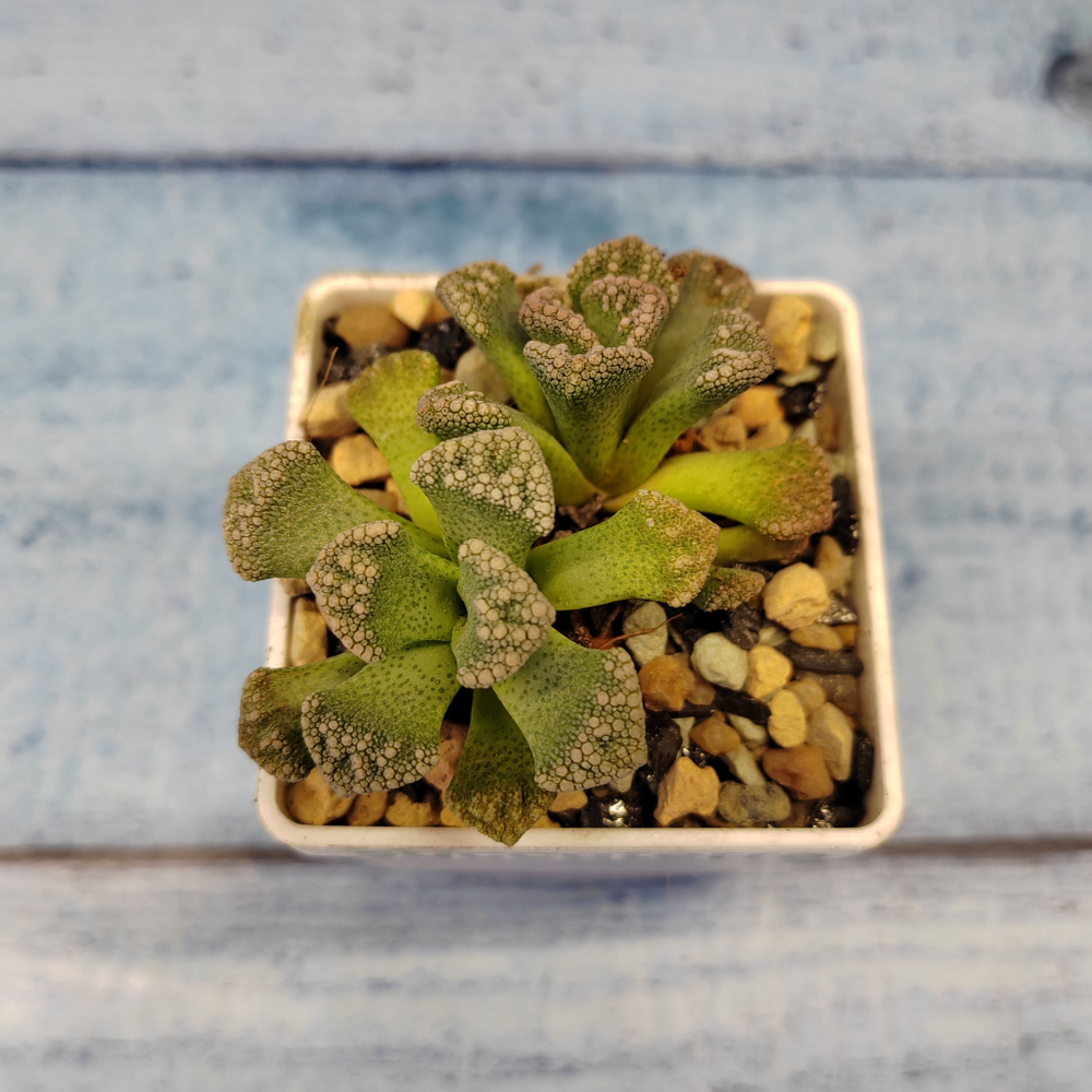 Titanopsis Calcarea (Титанопсис)