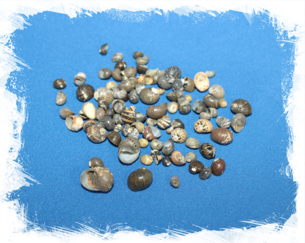 Литторина, 0,5-1,5см, 100гр, 400шт