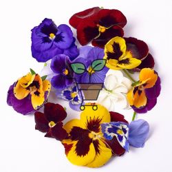 пищевые цветы