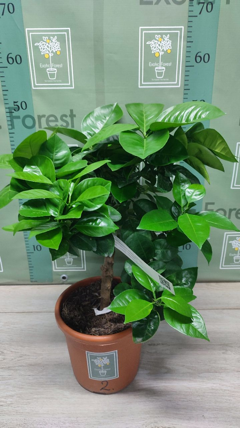 C. sinensis “Sanguinello moscato nucellare”
