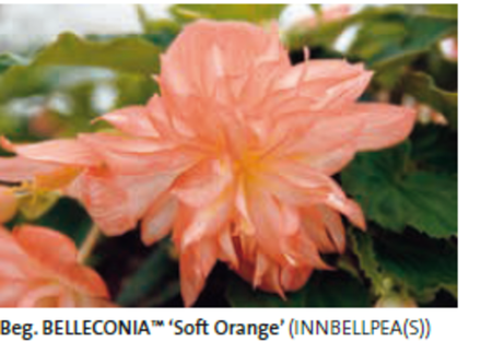 Begonia Belleconia soft orange ЕВРО укорененный черенок ЯНВАРЬ 26