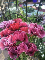 Мак Bolero (Декоративный)