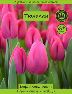 Тюльпан Луковица, Барселона Пинк, 6+ шт