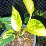 Эпипремнум PINNATUM GOLDEN FLAME