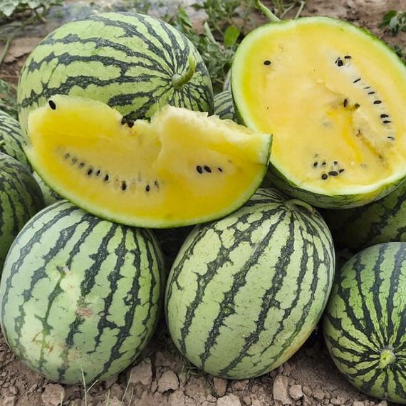 ШАМПАНЬ F1 семена арбуза (Takii | Alexagro)