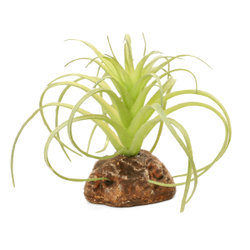 Laguna TERRA Растение пластиковое "Тилландсия мини", зелено-коричневое, 115*100*80мм