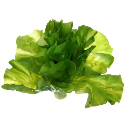 Муляж «Салат Латук» 17*15см