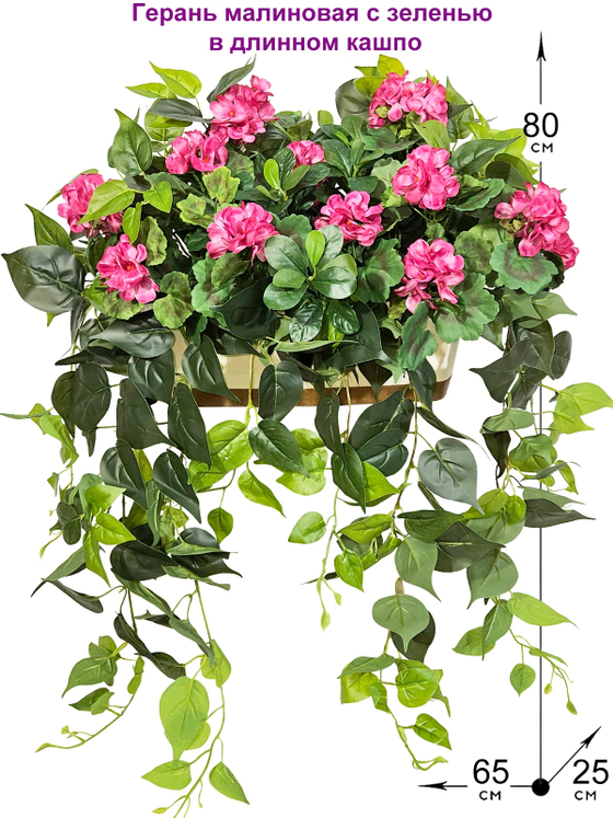 Герань малиновая ампельная с зеленью 80см в длинном кашпо