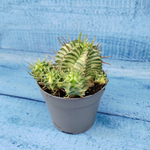 Euphorbia meloformis f. Variegated (Эуфорбия вариегатная)