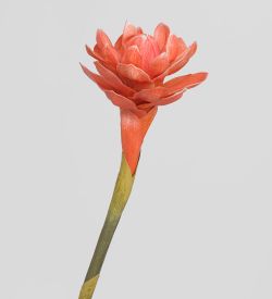 TR 559B Бутон цветка имбиря