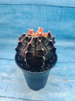 Gymnocalycium Variegata (Гимнокалициум Вариегатный)