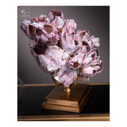 Композиция из ракушек 25х19 Objet de Curiosite Balanus purple shells