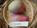 Манго Palmer