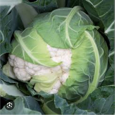 Цветная капуста Альтамира F1 Altamira F1 2500 семян