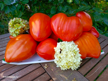 Древнее сердце Акви Терме (Cuore Antico di Acqui Terme) сорт томата