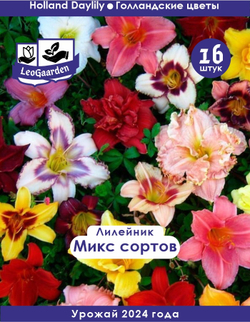 Лилейник Корневище, микс сорта, 16шт