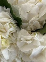 Букет из гортензий в белом оттенке