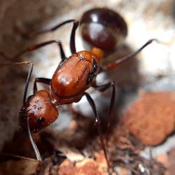 Муравьи Camponotus angusticollis (Самый крупный муравей планеты)