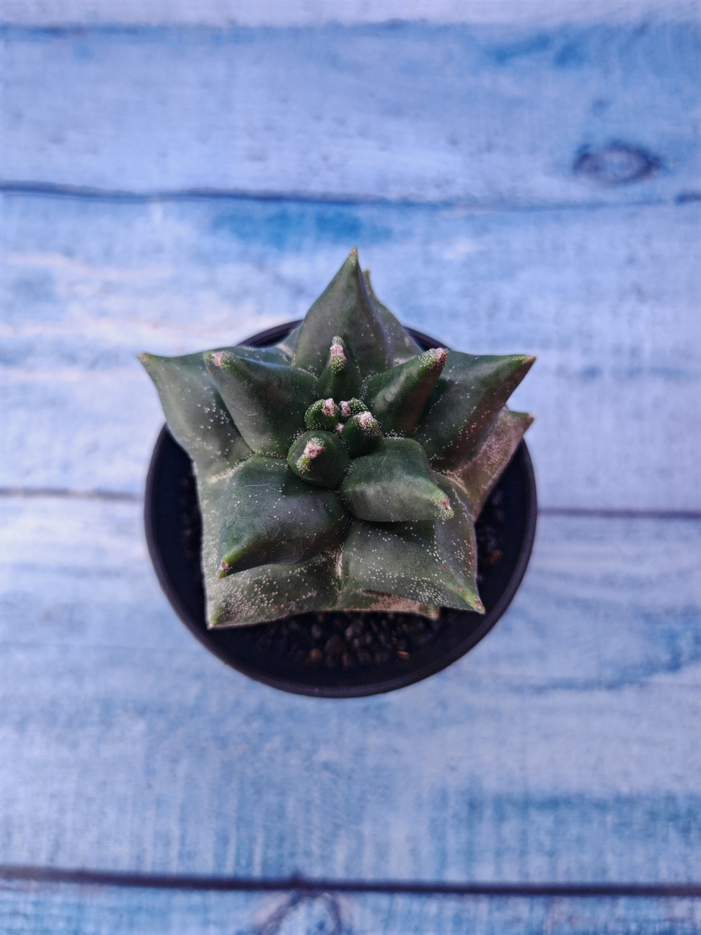 Astrophytum Myriostigma monstrosa (Астрофитум)