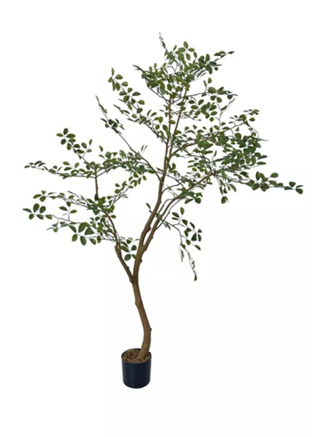 Дерево Миррайя 200 см в кашпо