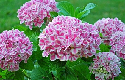 Гортензия крупнолистная Пепперминт