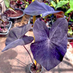 Колоказия VIOLET BLACK