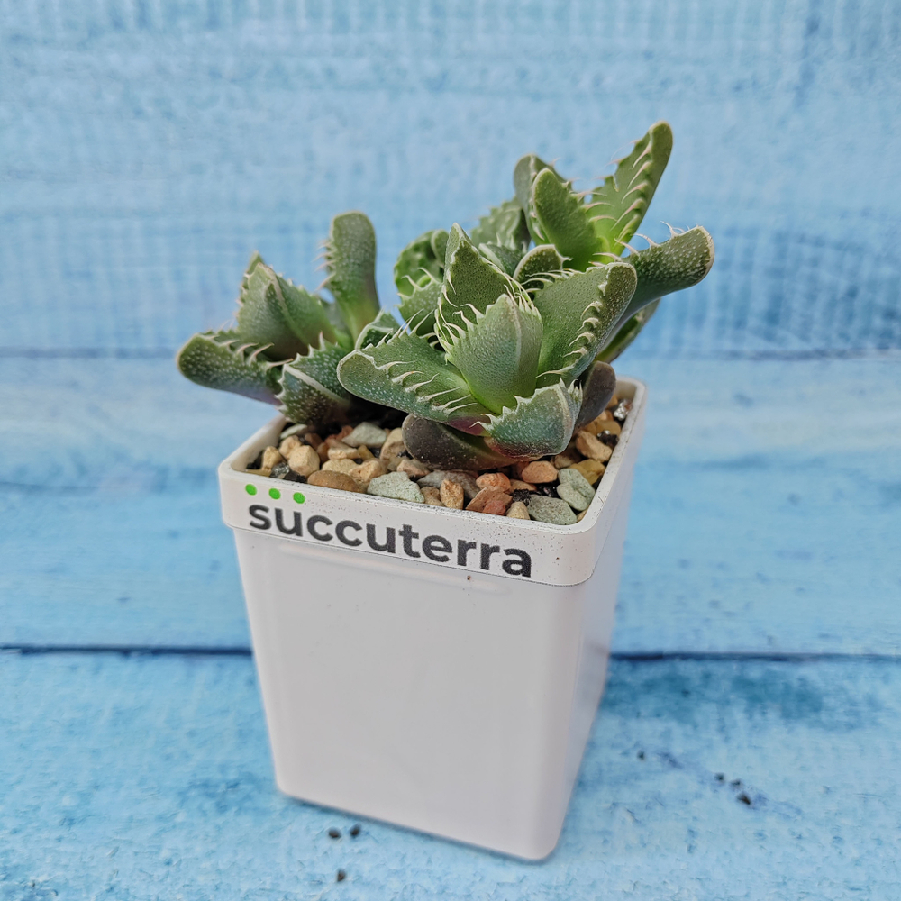 Faucaria Tigrina (Фаукария)