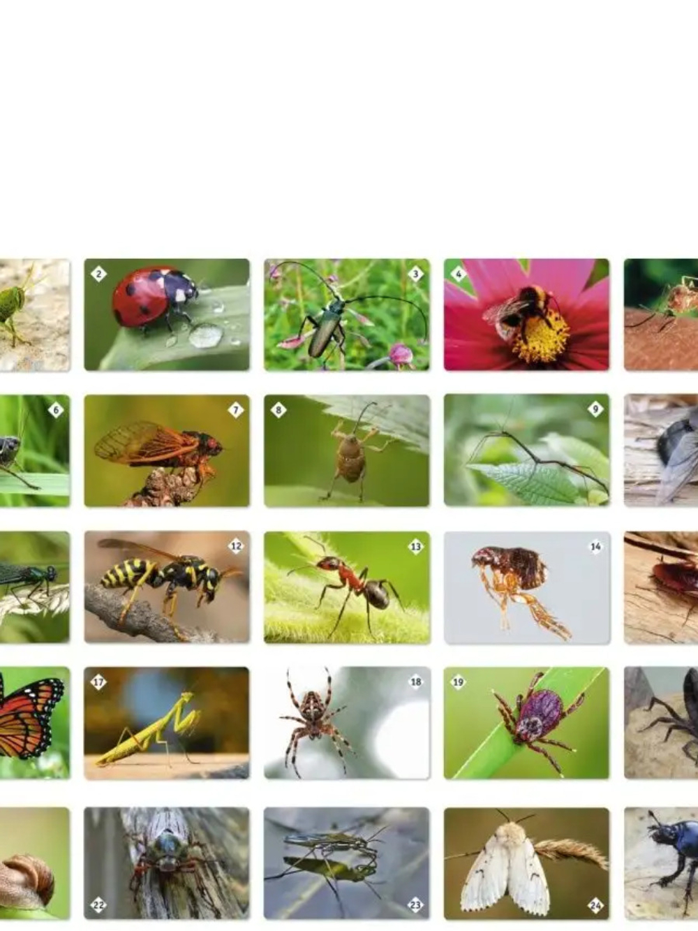 Мемо: Мир насекомых и не только