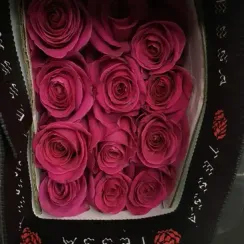 Роза Pink Floyd, плантация Tessa | Опт